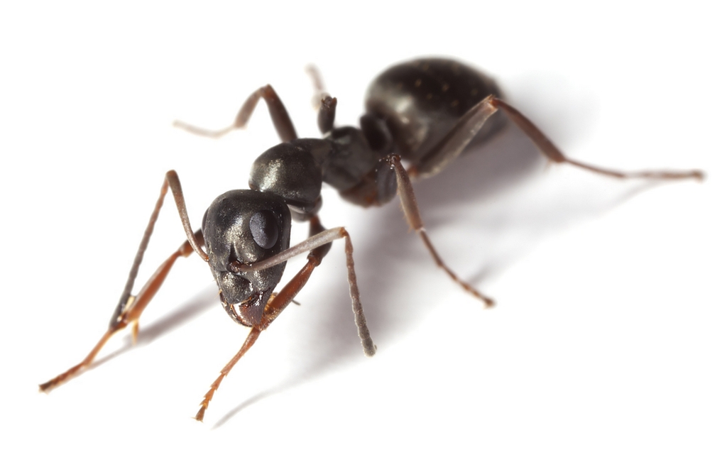 Field ant